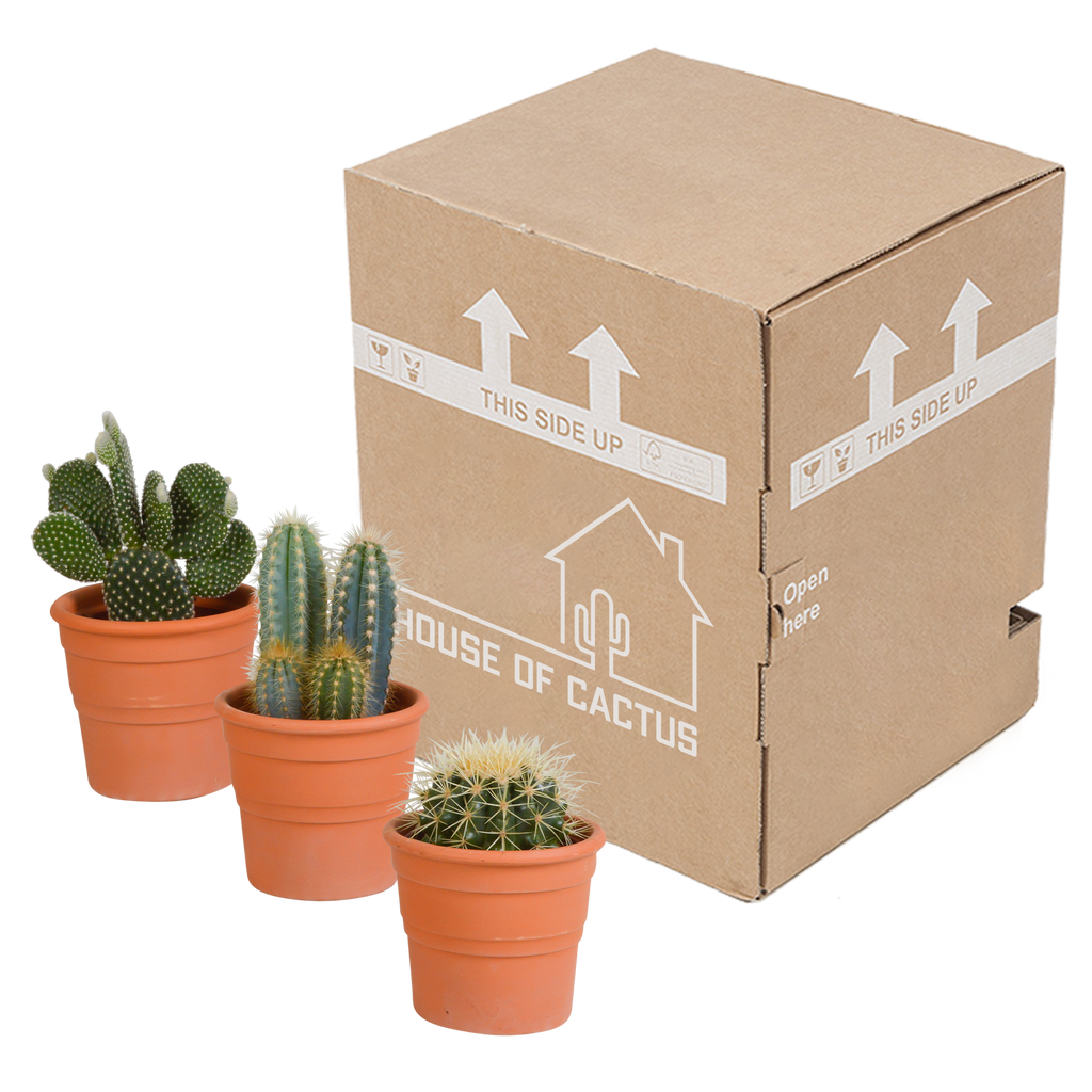 3× Cactus mix (Cactaceae) in terracotta pot – Ø11 cm, 23 cm hoog