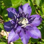 Clematis 'Multi Blue' (Waldrebe) – 6 Pflanzen