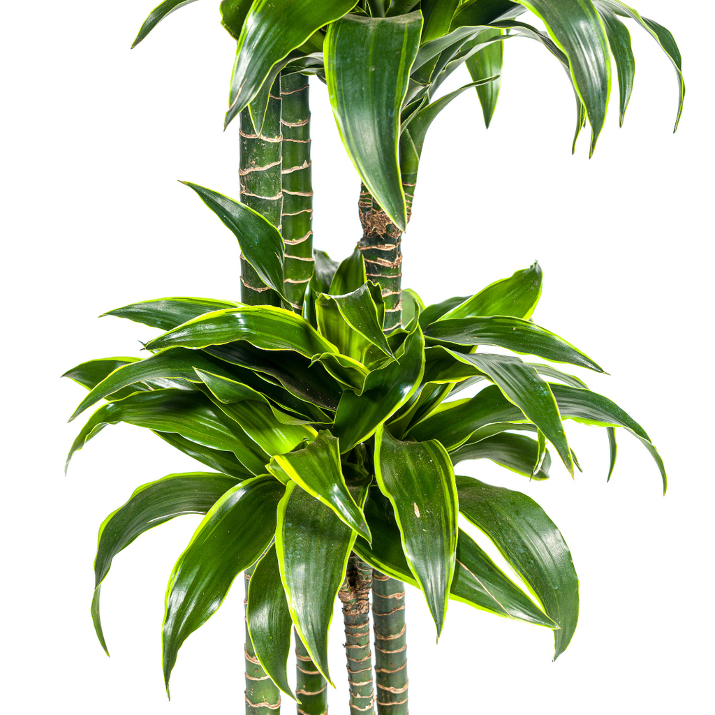 Dracaena Deremensis Dorado (drakenboom) – Ø27 cm, 170–190 cm hoog