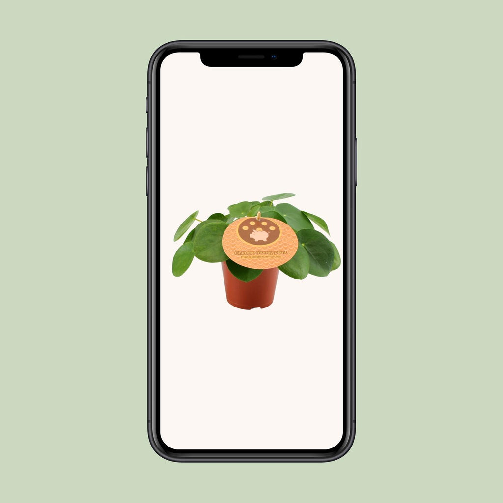 Pilea peperomioides (pannenkoekplant) – Ø12 cm, 20 cm hoog
