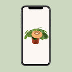 Pilea peperomioides (pannenkoekplant) – Ø12 cm, 20 cm hoog