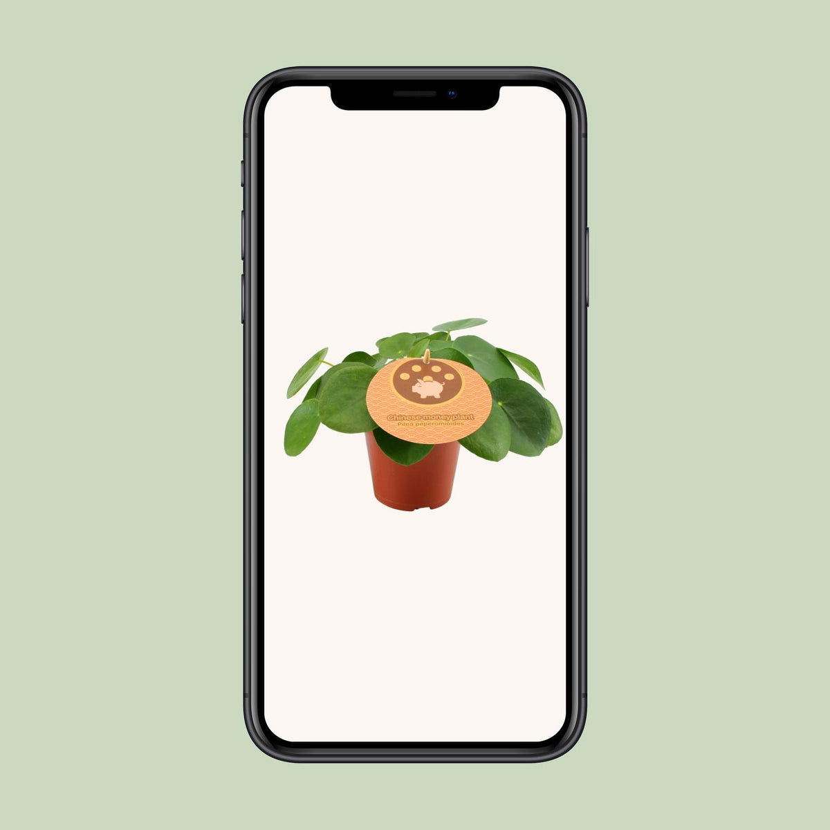 Pilea peperomioides (pannenkoekplant) – Ø12 cm, 20 cm hoog