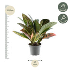 Codiaeum variegatum 'Petra' (croton) – Ø12 cm, 30 cm hoog