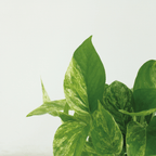 4× Epipremnum Marble Queen (scindapsus) – Ø12 cm, 15 cm high