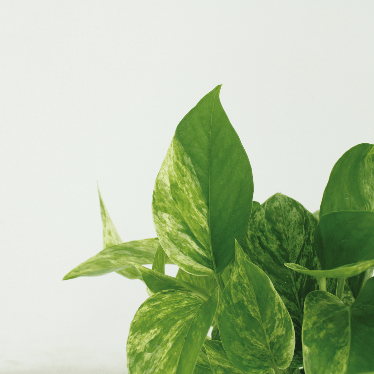 4× Epipremnum Marble Queen (scindapsus) – Ø12 cm, 15 cm de haut