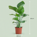 Stelitzia nicolai (Strelitzia) – Ø19 cm, 80–90 cm hoog