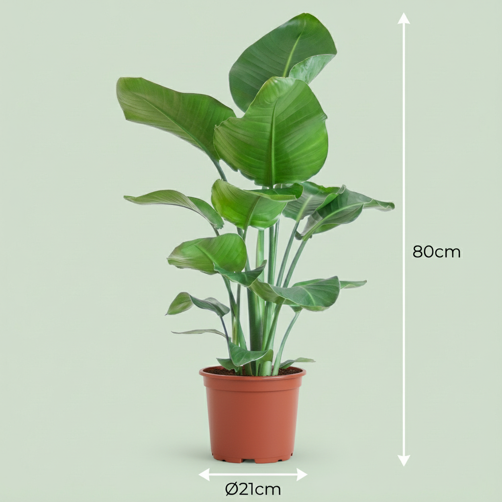 Stelitzia nicolai (Strelitzia) – Ø19 cm, 80–90 cm hoog