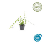 Vinca minor 'Blue And Gold' (periwinkle) – 6 plants, Ø9 cm, 10–25 cm high