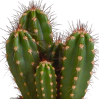 Cereus-Mix (Cactaceae) im weißen Topf – Ø 11 cm, 23 cm hoch