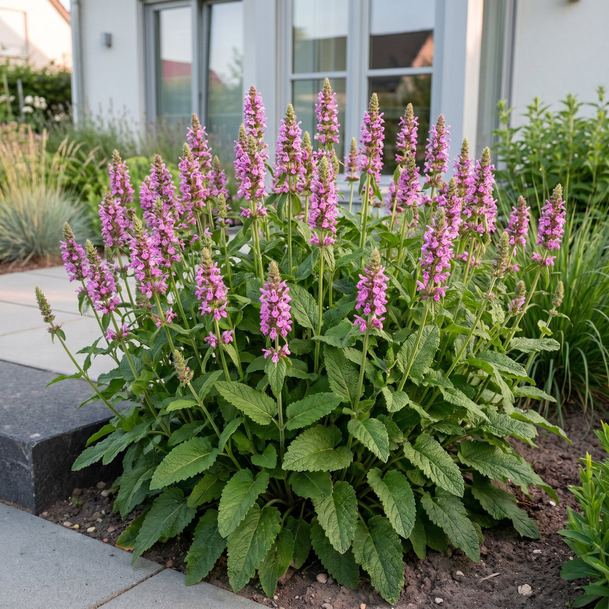 Stachys officinalis 'Ukkie' (Eselsohr) – rosa – Ø11 cm, 15–25 cm hoch – Bild 6
