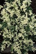 Euonymus fort. 'Harlequin' (burning bush) – 6 plants, Ø9 cm, 10–25 cm high