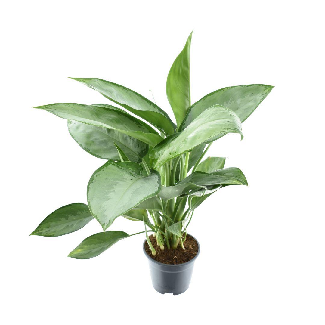 Aglaonema Silverado – Ø14 cm, 40 cm høj