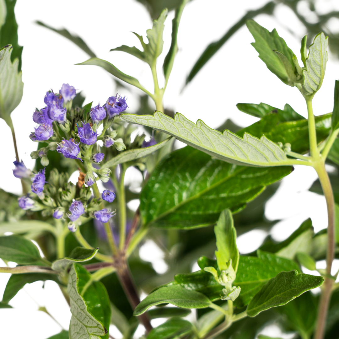 Caryopteris × 'Clandonensis' (baardbloem) – Ø19 cm, 40–50 cm hoog