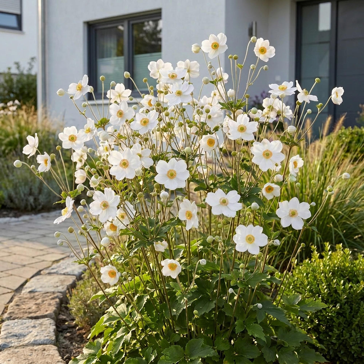 Anemone hybr. 'Hon. Jobert' (Herbstanemone) – weiß – 24 Pflanzen, Ø 11 cm, 15–25 cm hoch – Bild 6