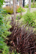 Phormium 'Rubra Nana' (New Zealand flax) – Ø14 cm, 50 cm high