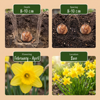 Narcisse 'February Gold' – 120 bulbes (calibre 10/12)