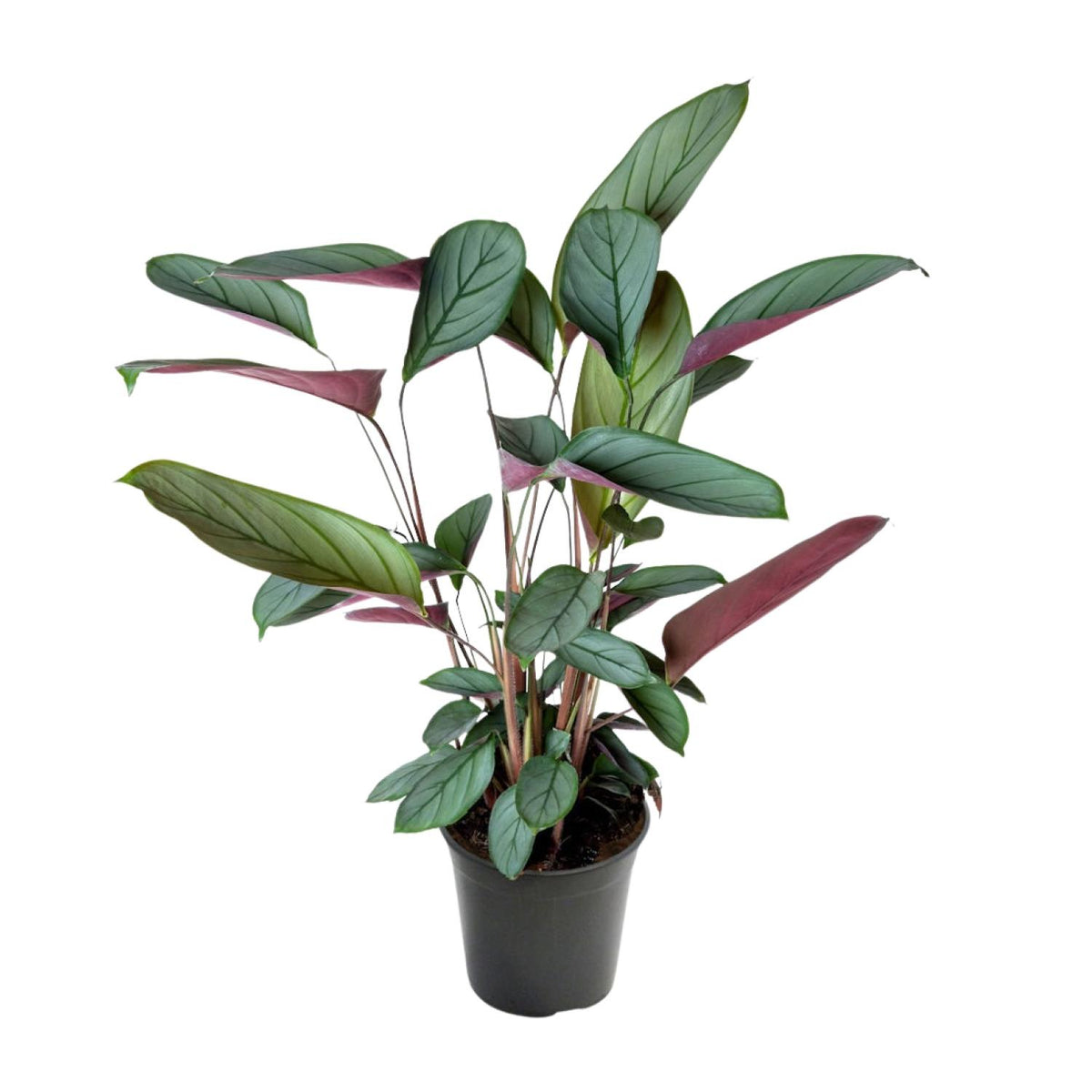 Ctenanthe Setosa (visgraatplant) – Ø17 cm, 60 cm hoog
