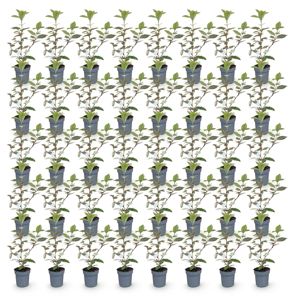 Olive willow (Elaeagnus) – 40 plants, Ø9 cm, 25–35 cm high – photo 2