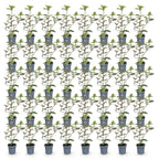 Olive willow (Elaeagnus) – 40 plants, Ø9 cm, 25–35 cm high