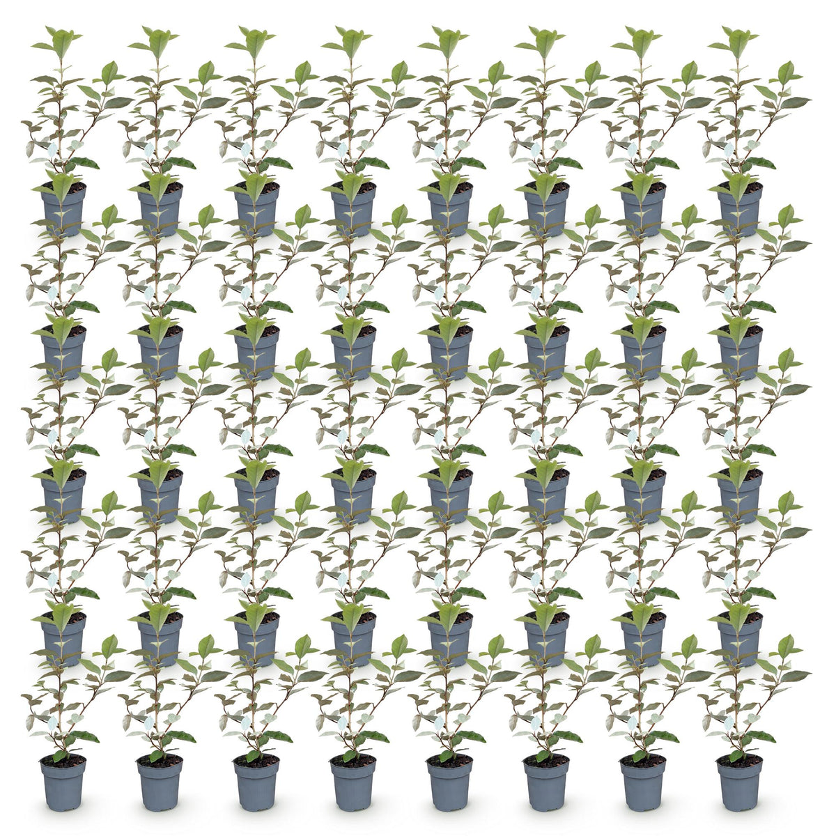Olive willow (Elaeagnus) – 40 plants, Ø9 cm, 25–35 cm high – photo 2
