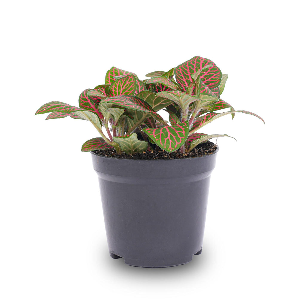 Fittonia red (Mosaikpflanze) – Ø8 cm