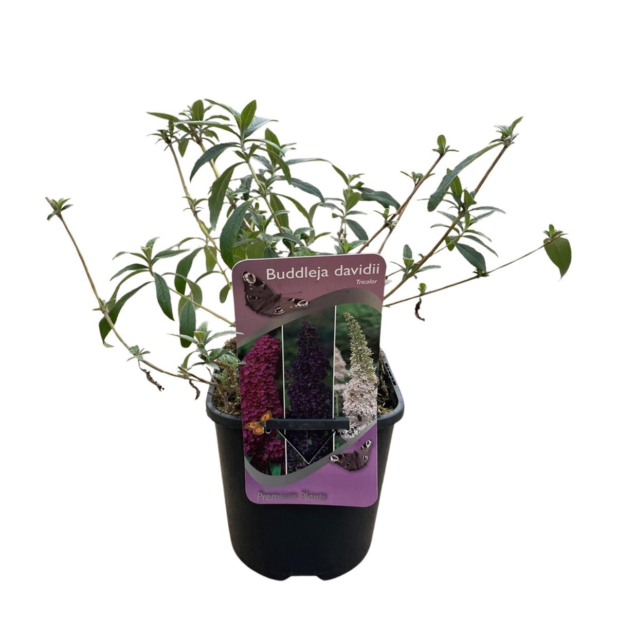Buddleja davidii 'Tricolour' (vlinderstruik) – roze-wit-paars – 3 planten, Ø17 cm, 30 cm hoog