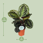 Calathea Medallion – Ø14 cm, 45 cm hoog