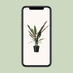 Alocasia Lauterbachiana (olifantsoor) – Ø19 cm, 80 cm hoog