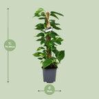 Scindapsus Epipremnum – Ø19 cm, 80 cm hoog