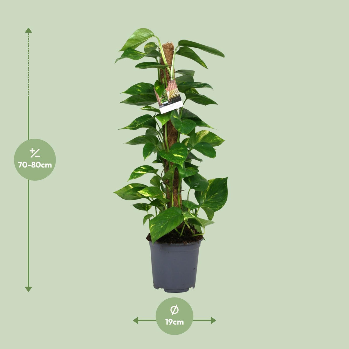 Scindapsus Epipremnum – Ø19 cm, 80 cm hoog