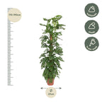 Monstera Monkey Leaf (hulplant) – Ø27 cm, 160 cm høj