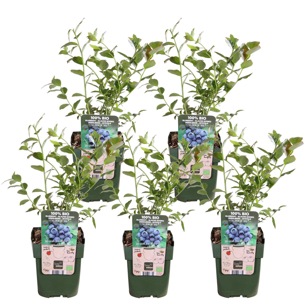 Vaccinium corymbosum 'Reka' (blåbær) – 5 planter, Ø13 cm, 45 cm høje