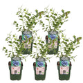 Vaccinium corymbosum 'Reka' (blåbær) – 5 planter, Ø13 cm, 45 cm høje