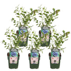 Vaccinium corymbosum 'Reka' (blåbær) – 5 planter, Ø13 cm, 45 cm høje