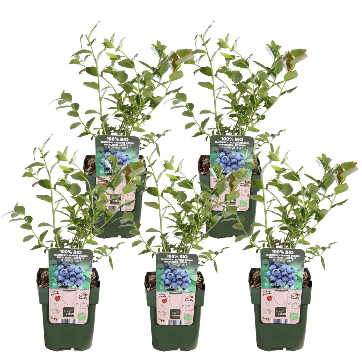 Vaccinium corymbosum 'Reka' (blauwe bes) – 5 planten, Ø13 cm, 45 cm hoog