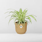 Chlorophytum comosum Variegatum in ELHO Vibes Fold 14cm geel (graslelie) – 10 cm hoog