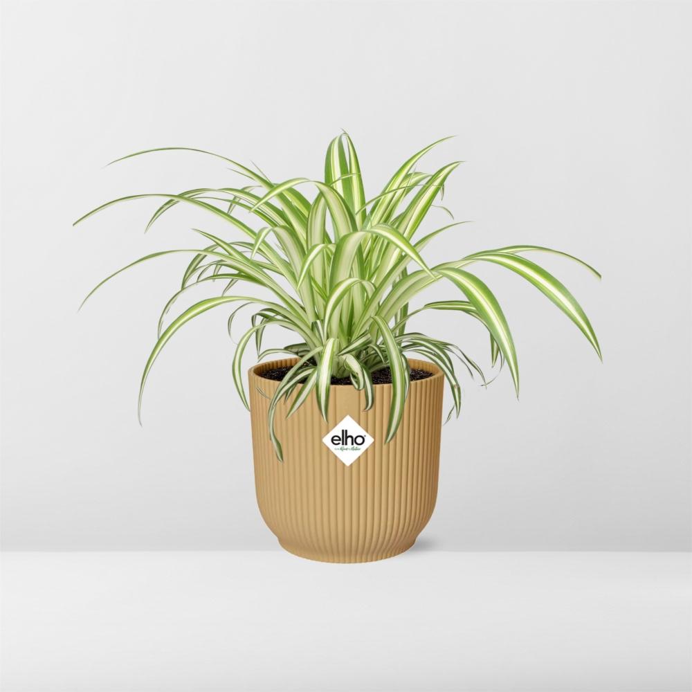Chlorophytum comosum Variegatum in ELHO Vibes Fold 14cm geel (graslelie) – 10 cm hoog – foto 6
