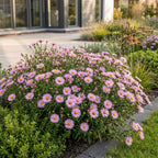 Aster 'Wood’s Pink' – roze – 3 planten, Ø11 cm, 15–25 cm hoog
