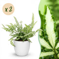 2× Pteris cretica Albolineata (pteris-varen) in Potter-sierpot wit – Ø12 cm, 20 cm hoog