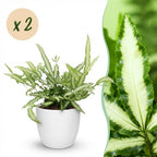 2× Pteris cretica Albolineata (pteris-varen) in Potter-sierpot wit – Ø12 cm, 20 cm hoog