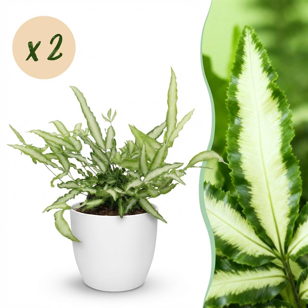 2× Pteris cretica Albolineata (pteris-varen) in Potter-sierpot wit – Ø12 cm, 20 cm hoog