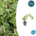 Vinca major 'Variegata' (periwinkle) – 12 plants, Ø9 cm, 10–25 cm high