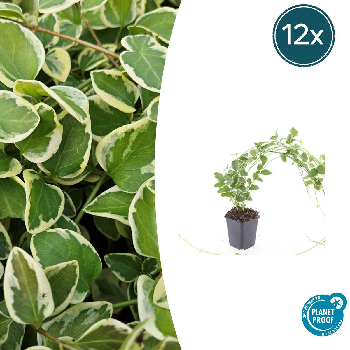 Vinca major 'Variegata' (periwinkle) – 12 plants, Ø9 cm, 10–25 cm high – photo 2