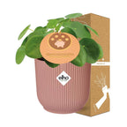 Pilea peperomioides 12cm in ELHO Vibes Fold 14cm pink (Chinese money plant) – 20 cm high