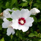 Hibiscus syriacus 'Red Heart' (hibiscus de jardin) – blanc-rouge – 3 plants, Ø17 cm, 45 cm de haut