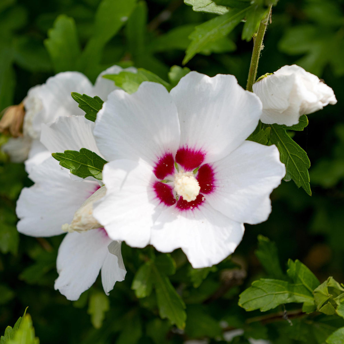 Hibiscus syriacus 'Red Heart' (hibiscus de jardin) – blanc-rouge – 3 plants, Ø17 cm, 45 cm de haut – photo 5