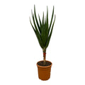 Aloe Barberae – Ø24 cm, 100 cm hoog