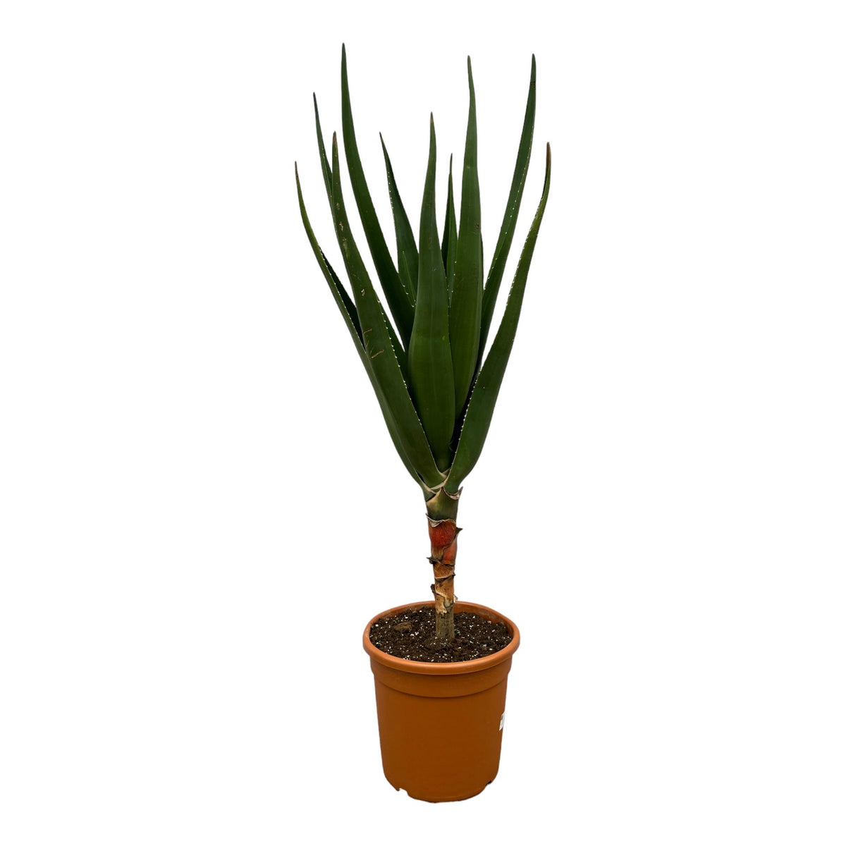 Aloe Barberae – Ø24 cm, 100 cm hoog