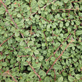 Cotoneaster pr. 'Queen Of Carpets' (dwarf cotoneaster) – 60 plants, Ø9 cm, 10–25 cm high