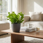 4× Asplenium Crispy Wave (fougère nid d’oiseau) en pot décoratif Potter gris – Ø12 cm, 30 cm de haut